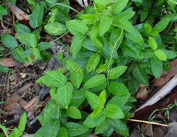  Leaves